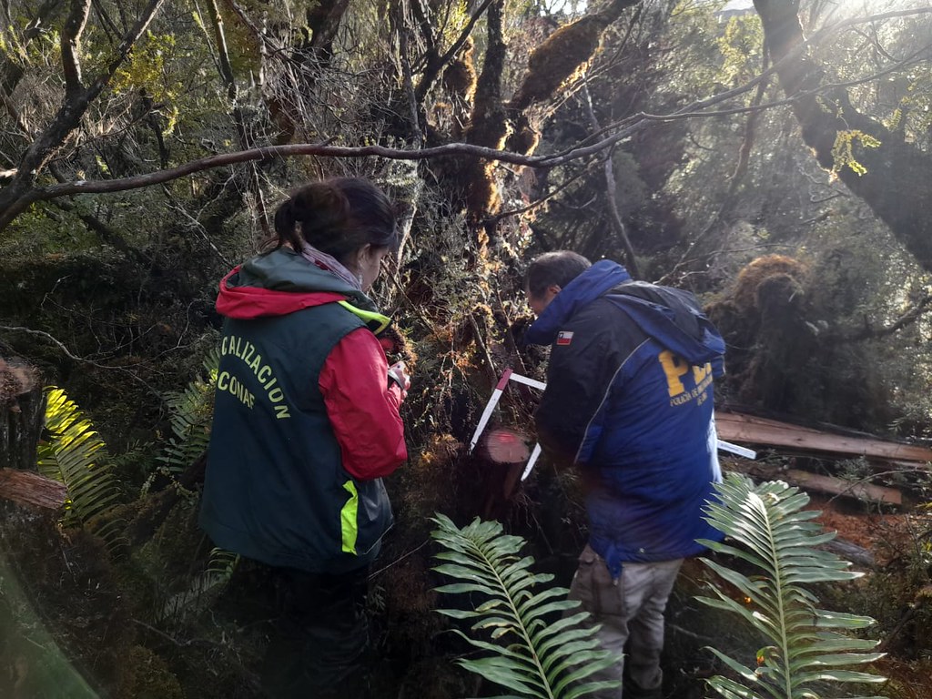 CONAF denuncia tala ilegal de Ciprés de las Guaitecas de hasta 500 años en reserva de Aysén