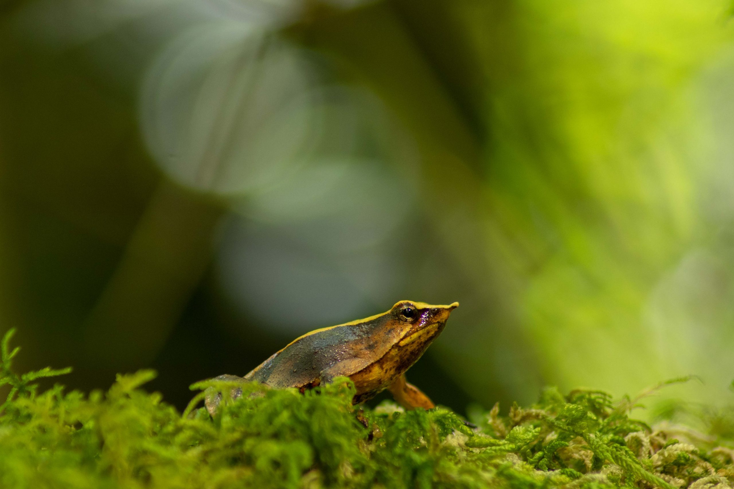 Aprueban inédito plan de conservación para salvar a la Ranita de Darwin de la extinción
