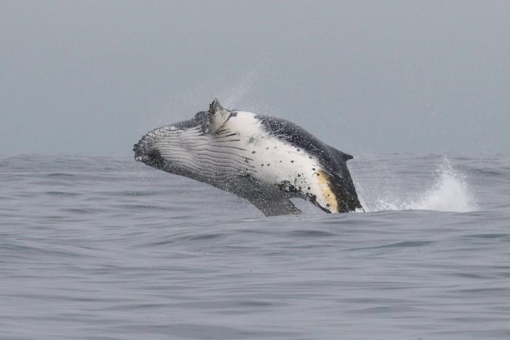De la Ballena Azul al Delfín Chileno: Un recorrido por los cetáceos más icónicos del país