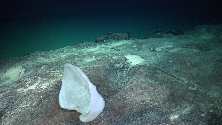 Descubren nuevas especies y emanaciones frías en la Fosa de Atacama