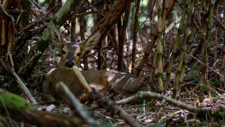 Newenche: La historia del huemul que cruzó el primer corredor biológico entre Chile y Argentina