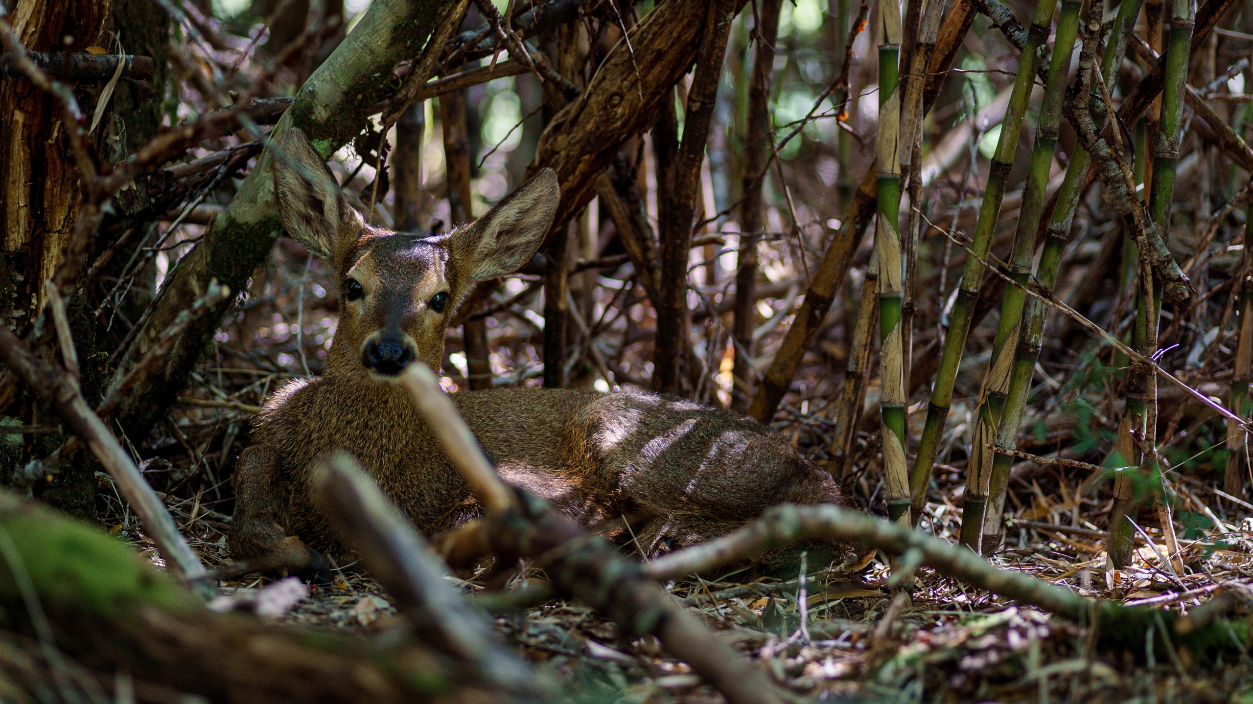 Newenche: La historia del huemul que cruzó el primer corredor biológico entre Chile y Argentina