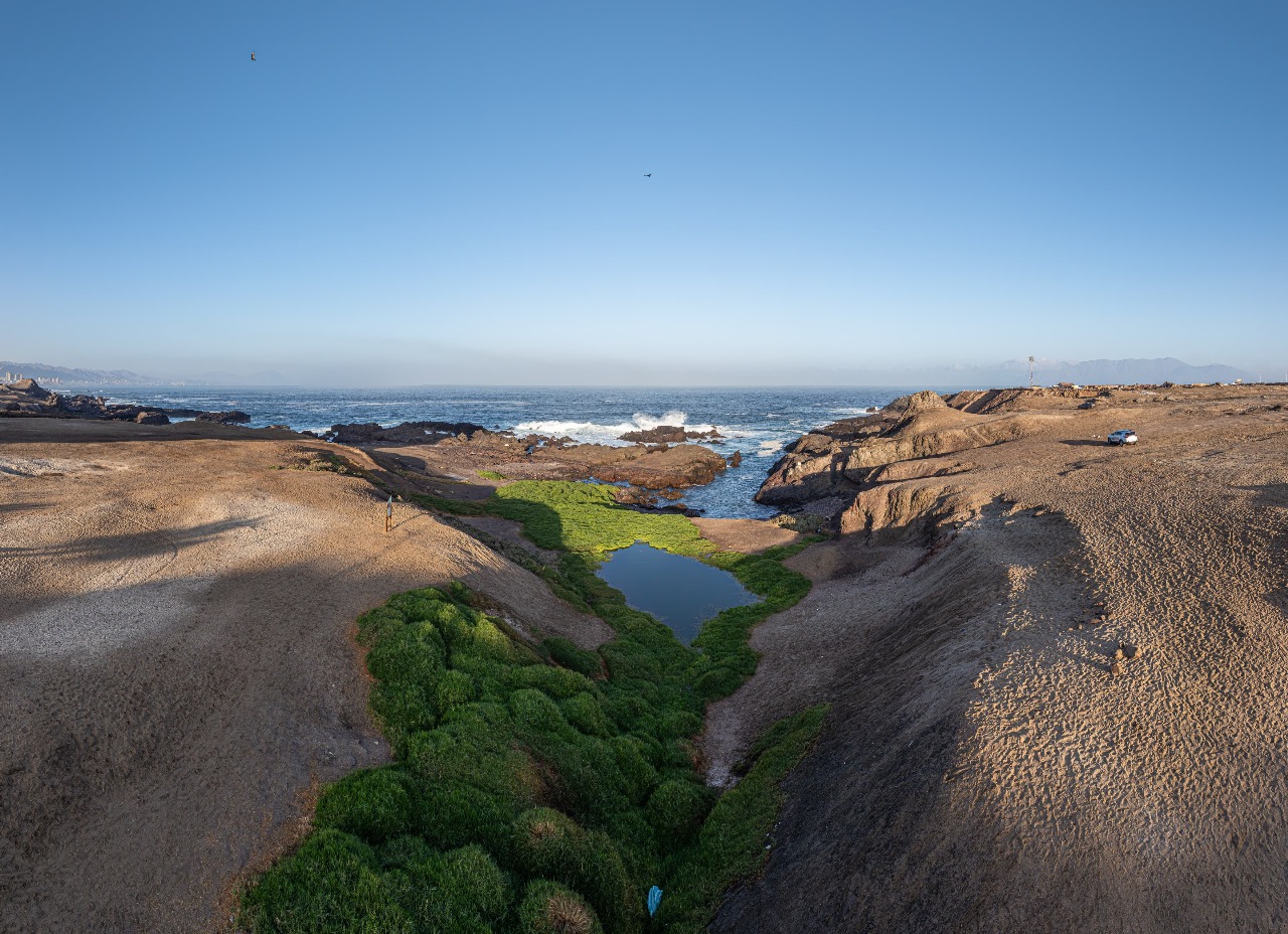 Humedal de Antofagasta recibe premio mundial por su aporte a la biodiversidad