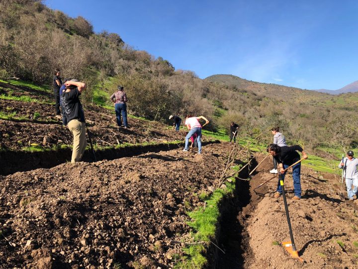 Técnicas ancestrales logran recuperar suelos y cosechar agua en laderas de Valparaíso