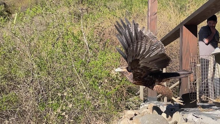 Águila mora vuelve a los cielos del Valle de Colchagua tras exitosa rehabilitación