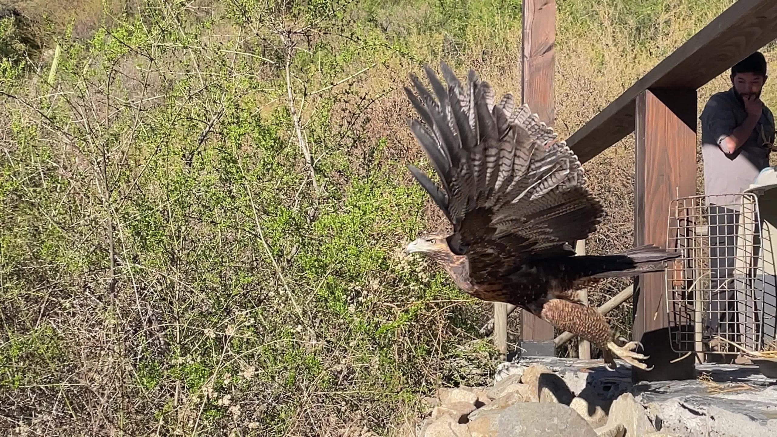 Águila mora vuelve a los cielos del Valle de Colchagua tras exitosa rehabilitación
