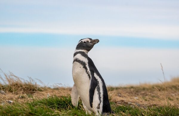 Avistamiento de Pingüino de Magallanes en Brasil: ¿Por qué ocurre el desplazamiento animal?