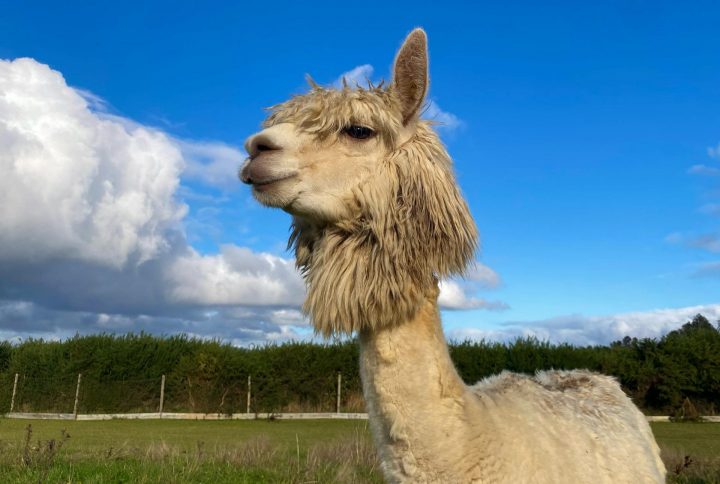 Conoce a Pedro: La alpaca chilena clave en revolucionaria terapia contra el letal virus Nipah