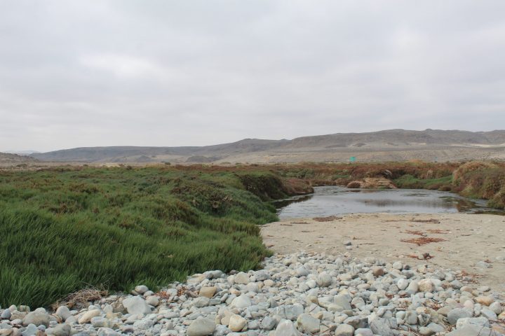 Chile postula red de humedales costeros para su reconocimiento internacional Ramsar