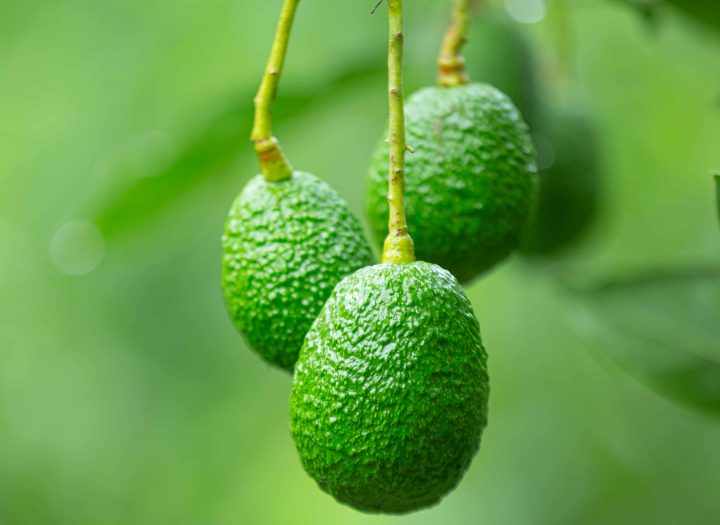 El secreto de los paltos: Cómo el bosque nativo y las moscas mejoran la productividad en Chile