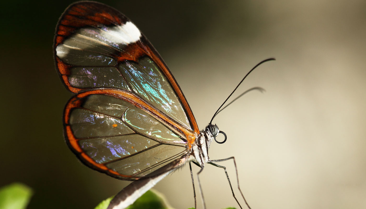 Mapa genético de mariposas de alas de cristal revela su sorprendente secreto evolutivo