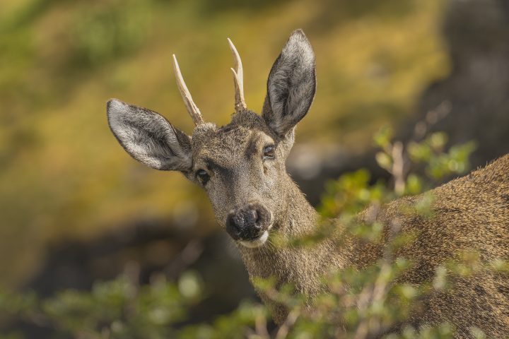 Una nueva esperanza para el huemul: Hallan población aislada en Cabo Froward