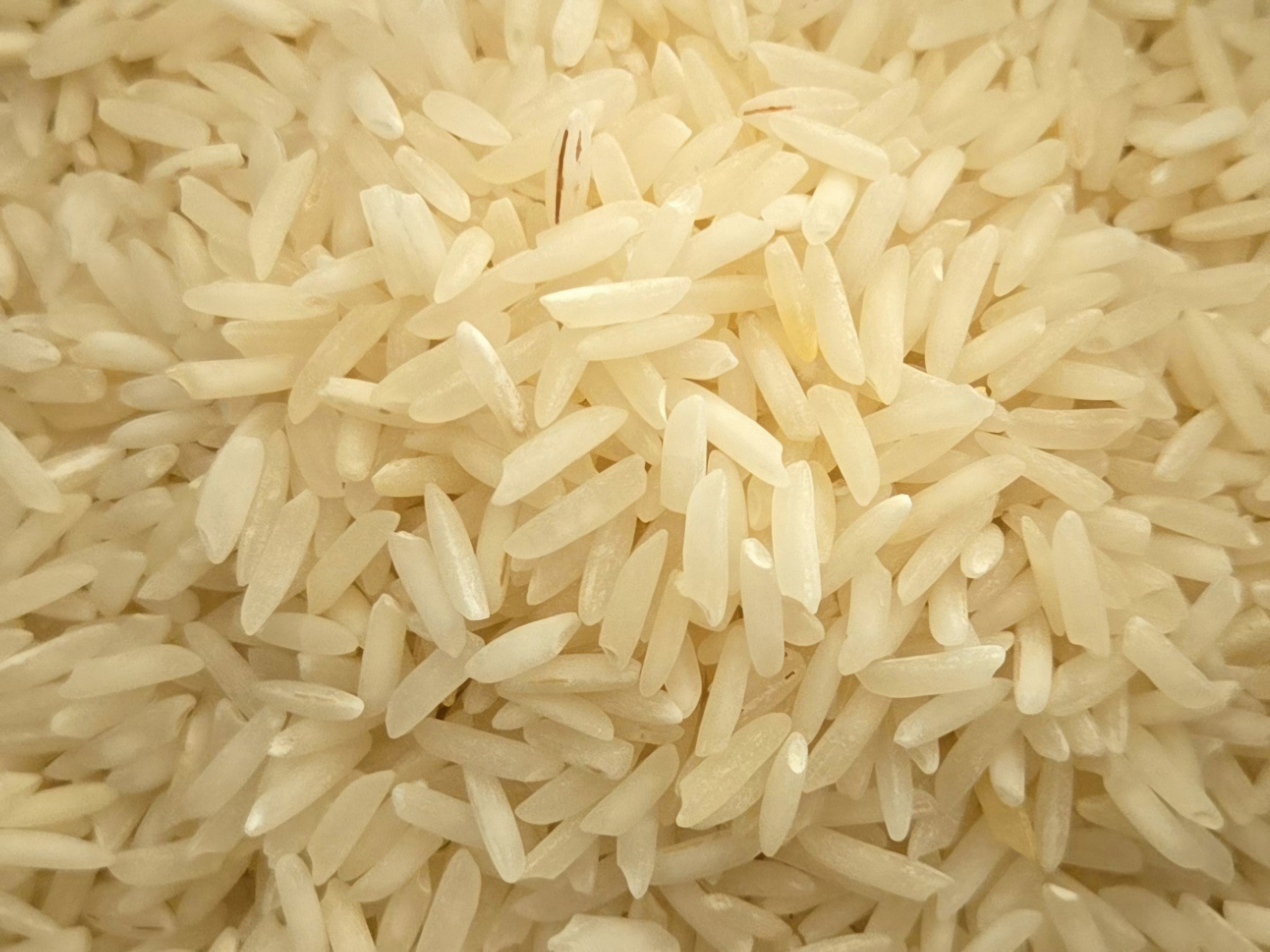 Científicos chilenos lideran el primer cultivo de arroz en Arica que resiste a la sequía