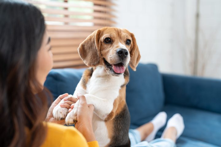Los beneficios de tener un perro para la salud: Menos estrés y un corazón más sano