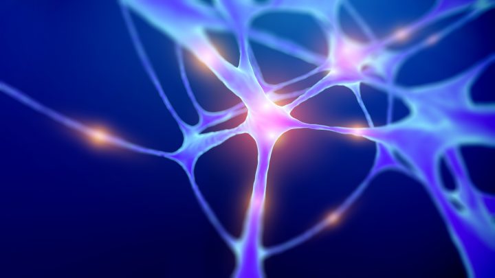 Estudio confirma que el cerebro crea neuronas durante toda la vida