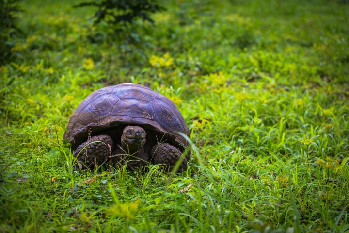 El secreto de las tortugas: Estudio descifra su resistencia al cáncer y el potencial para la medicina