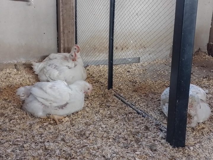 Estudio chileno revela que los pollos aprenden a confiar en humanos cuando observan un trato gentil