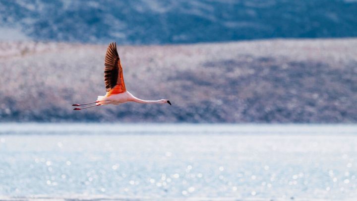 La travesía del flamenco chileno que recorrió 1.480 kilómetros hasta llegar a Argentina