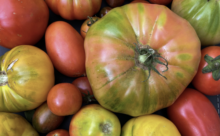 El viaje del Tomate Limachino Antiguo: Libro narra su origen y revitalización como tesoro de Chile