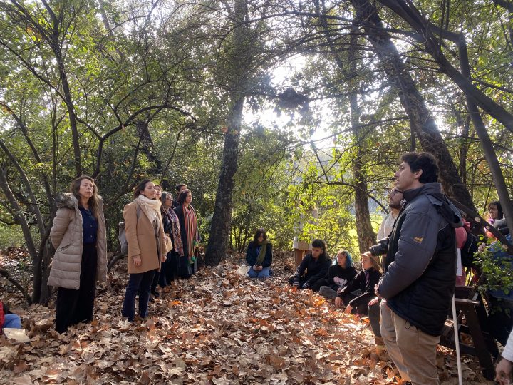 Escuchar, respirar y conectar: Circuito pionero de baños de bosque en Chile busca combatir el estrés