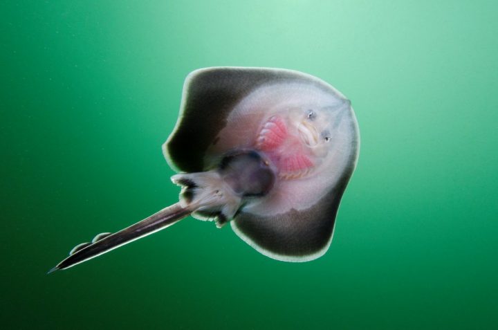 Raya costera (Sympterygia sp). Créditos: Eduardo Sorensen