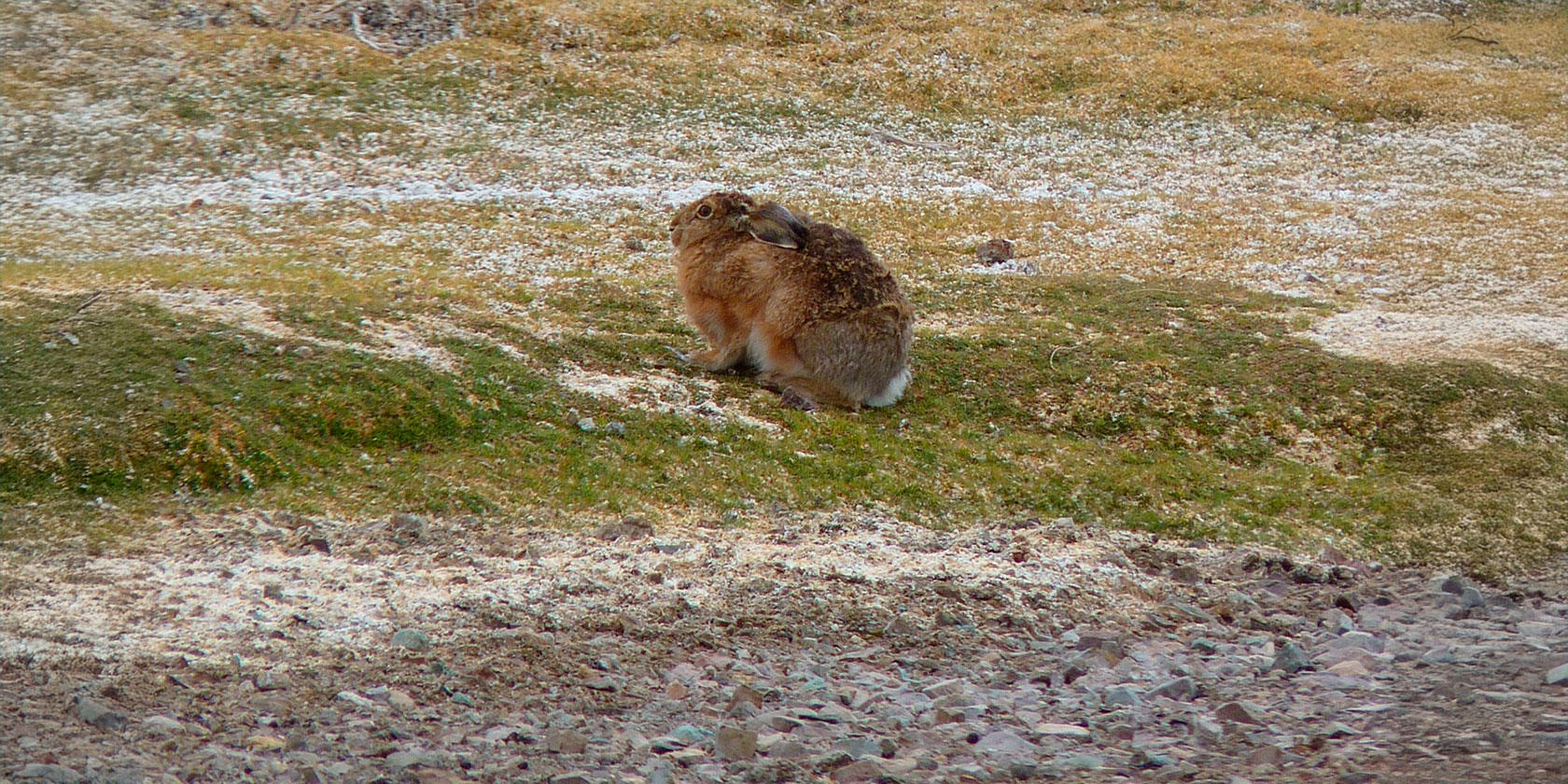 Alerta en el norte: Liebre europea invade el Desierto de Atacama y amenaza a la chinchilla