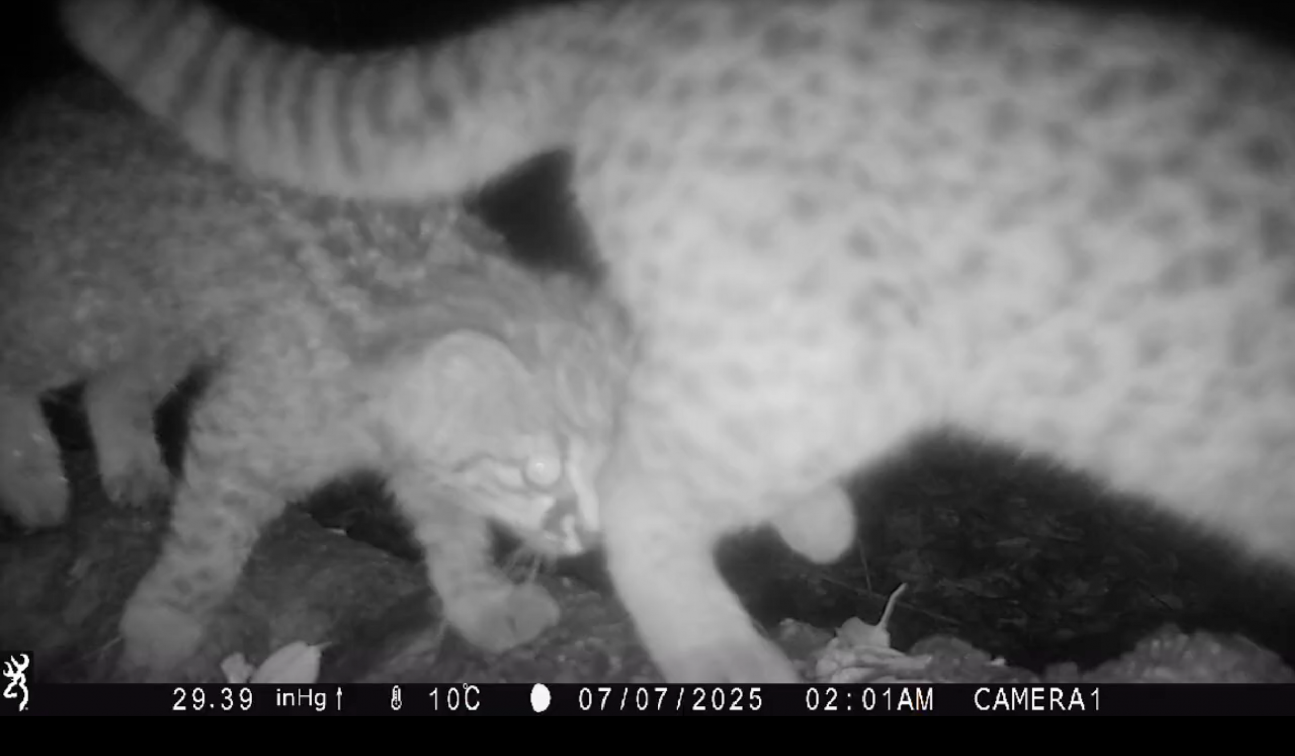 Registro inédito en Chile: Captan por primera vez el tierno ronroneo entre una güiña y su cría