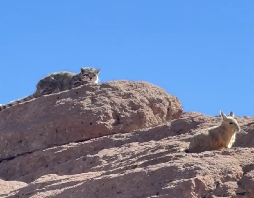 Momento único: Así caza el gato andino, el felino más amenazado de Sudamérica