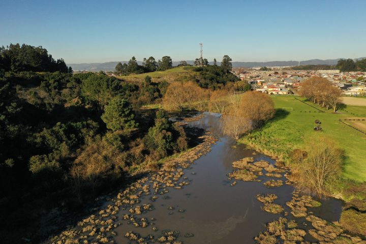 Talcahuano suma un nuevo pulmón verde: Declaran oficialmente el Humedal Urbano Denavi Sur