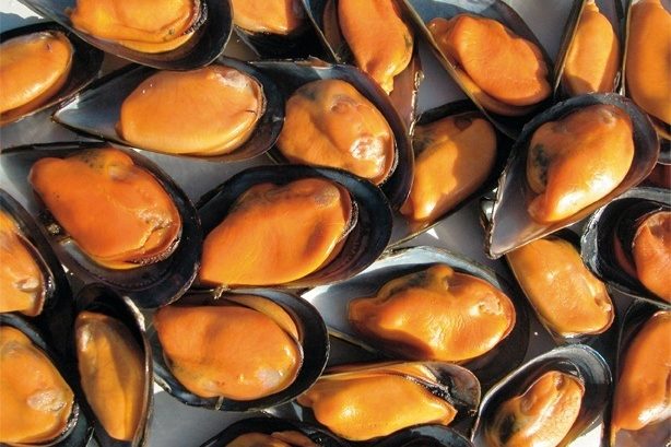 Estudio revela por qué Chile se convirtió en el mayor exportador de mejillones