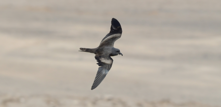 Vertederos de ropa en Atacama: La amenaza que asfixia a la golondrina de mar negra