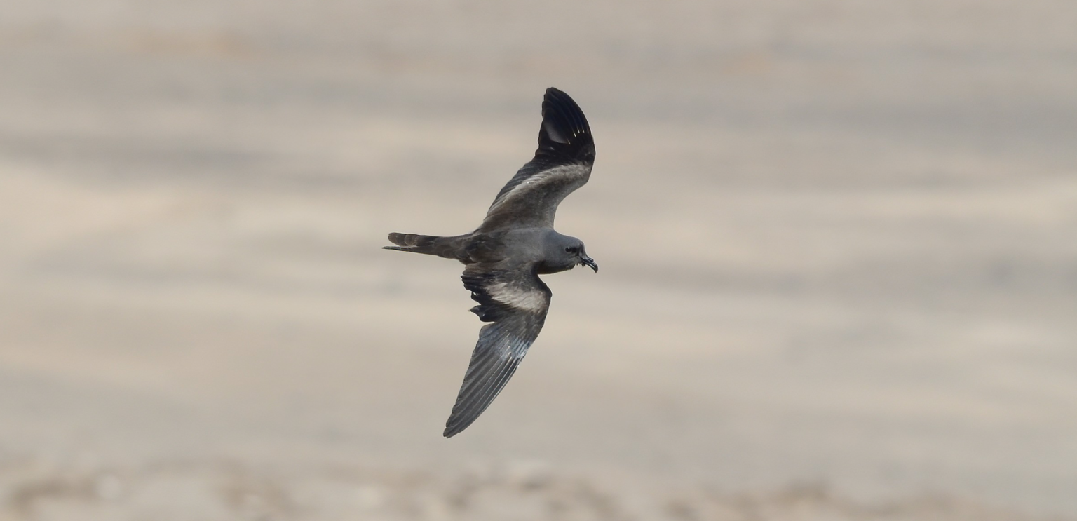 Vertederos de ropa en Atacama: La amenaza que asfixia a la golondrina de mar negra