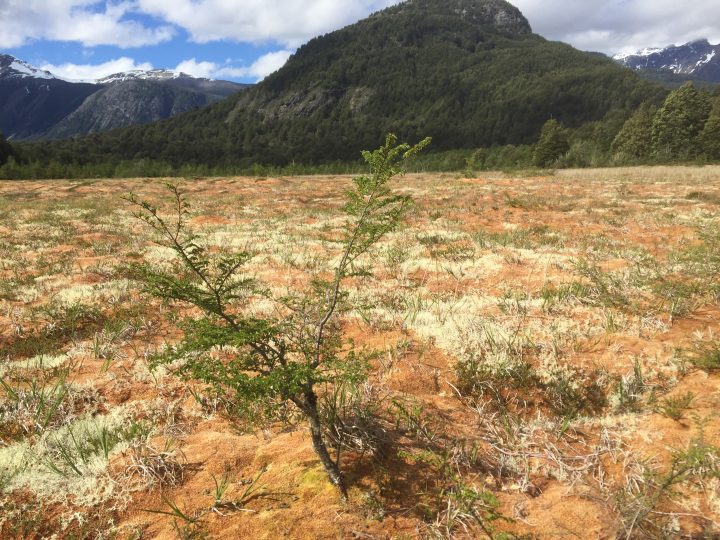 Exposición inmersiva en Aysén revela el poder de las turberas de la Patagonia