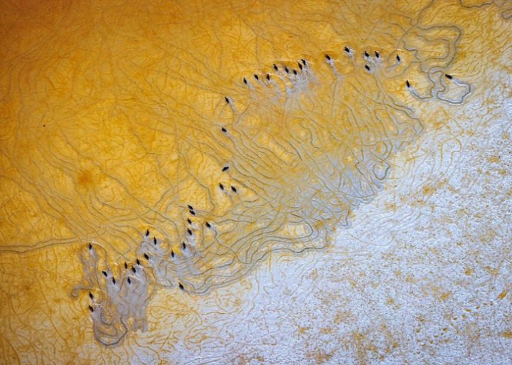 Fotografía para la conservación: Concurso mundial revela la urgencia de salvar los manglares