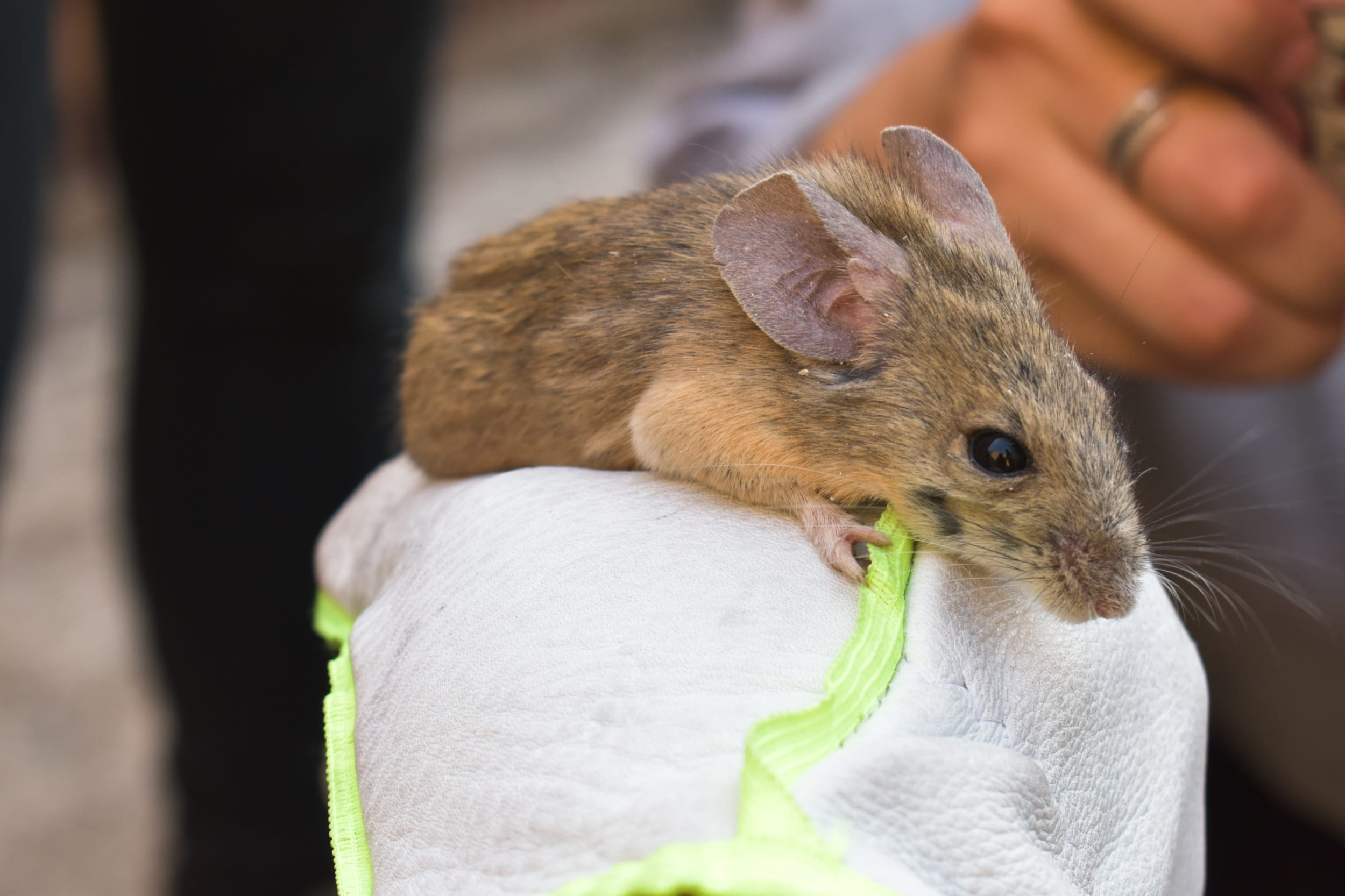 En el norte de Chile: Descubren nuevas bacterias en garrapatas ligadas a enfermedades