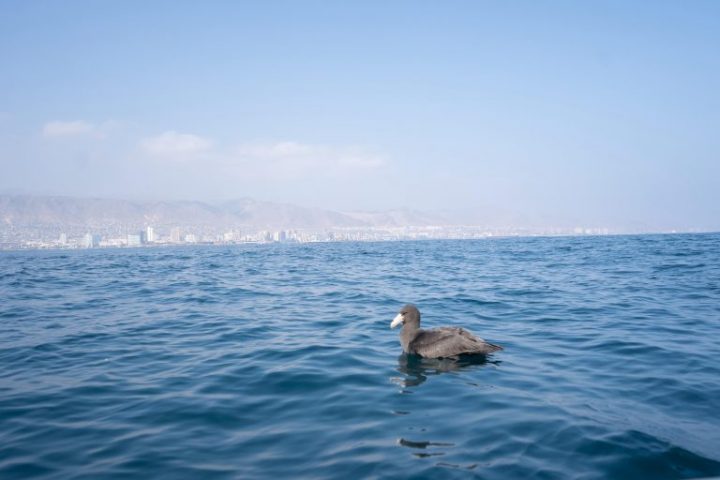 Petrel gigante y golondrinas de mar regresaron a su hábitat tras exitoso rescate en Antofagasta