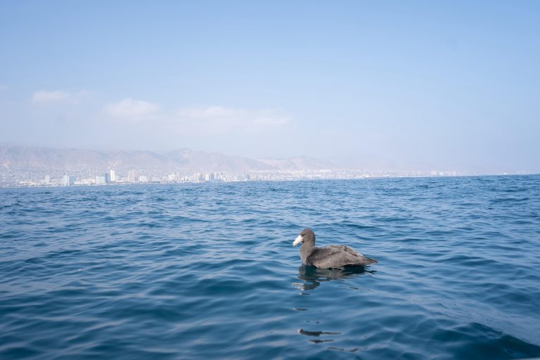 Petrel gigante y golondrinas de mar regresaron a su hábitat tras exitoso rescate en Antofagasta
