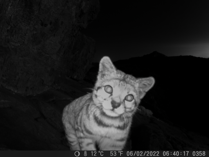 Registro histórico: Captan por primera vez a un gato andino y su cría en la Cordillera del Melón