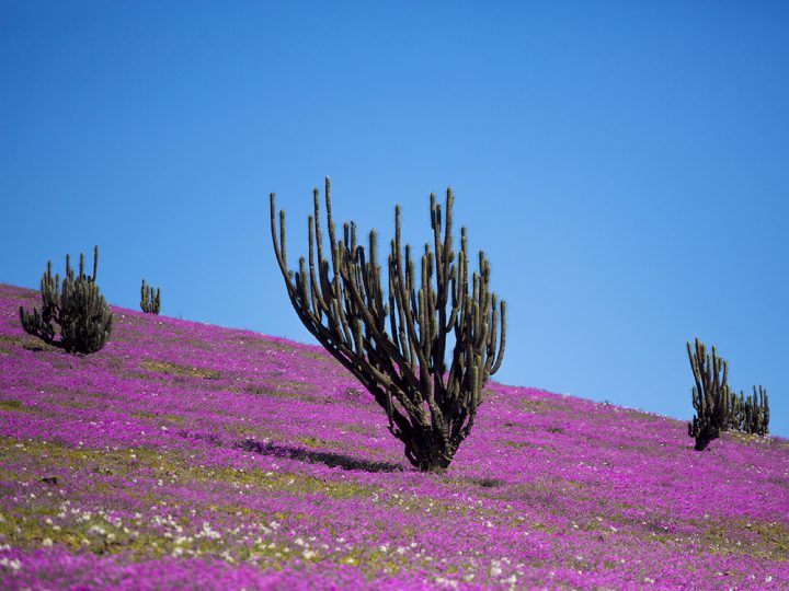 Atacama tendrá otro Desierto Florido: ¿Cuáles son las mejores fechas para visitarlo?