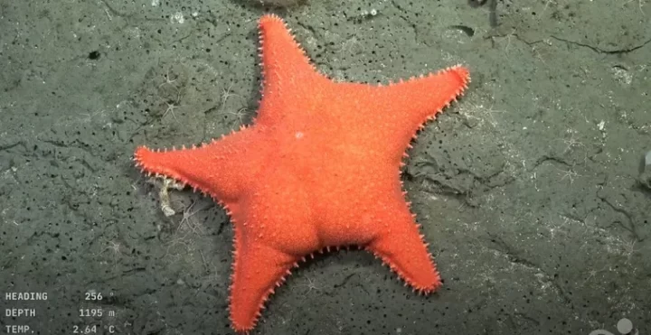 Estrella 'culona'. Créditos: CONICET
