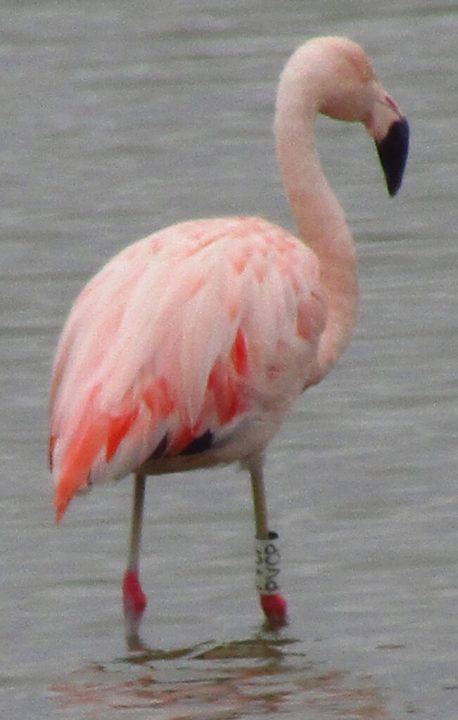 Créditos CONAF.