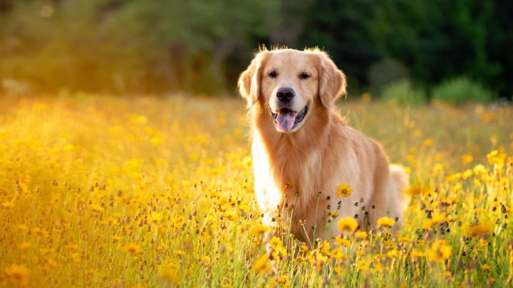 Nanoemulsión chilena de cannabidiol demuestra potencial contra el cáncer mamario canino