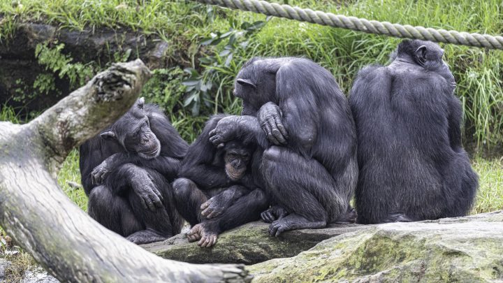 Estudio revela que los chimpancés aprenden a comunicarse de sus madres