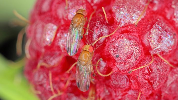 Especialistas alertan nuevas plagas en frutales como consecuencia del cambio climático