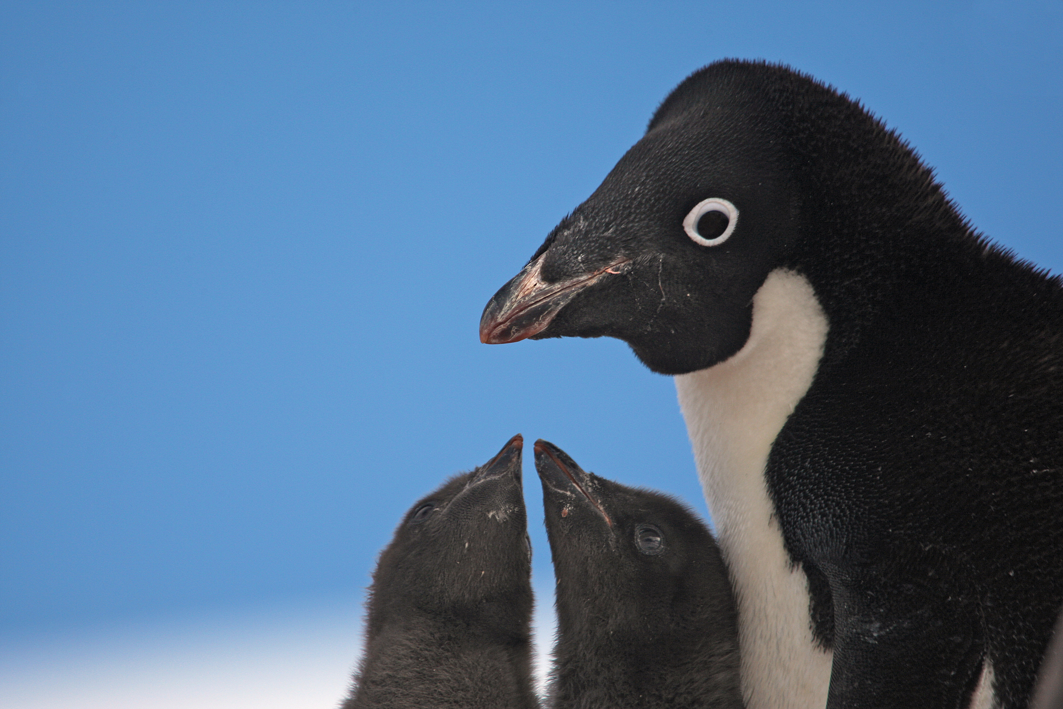 Científicos detectan por primera vez en la Antártica influenza aviar H5 en pingüinos y cormoranes