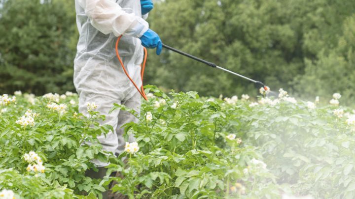 Estudio confirma daño cerebral en niños por exposición a insecticidas durante el embarazo