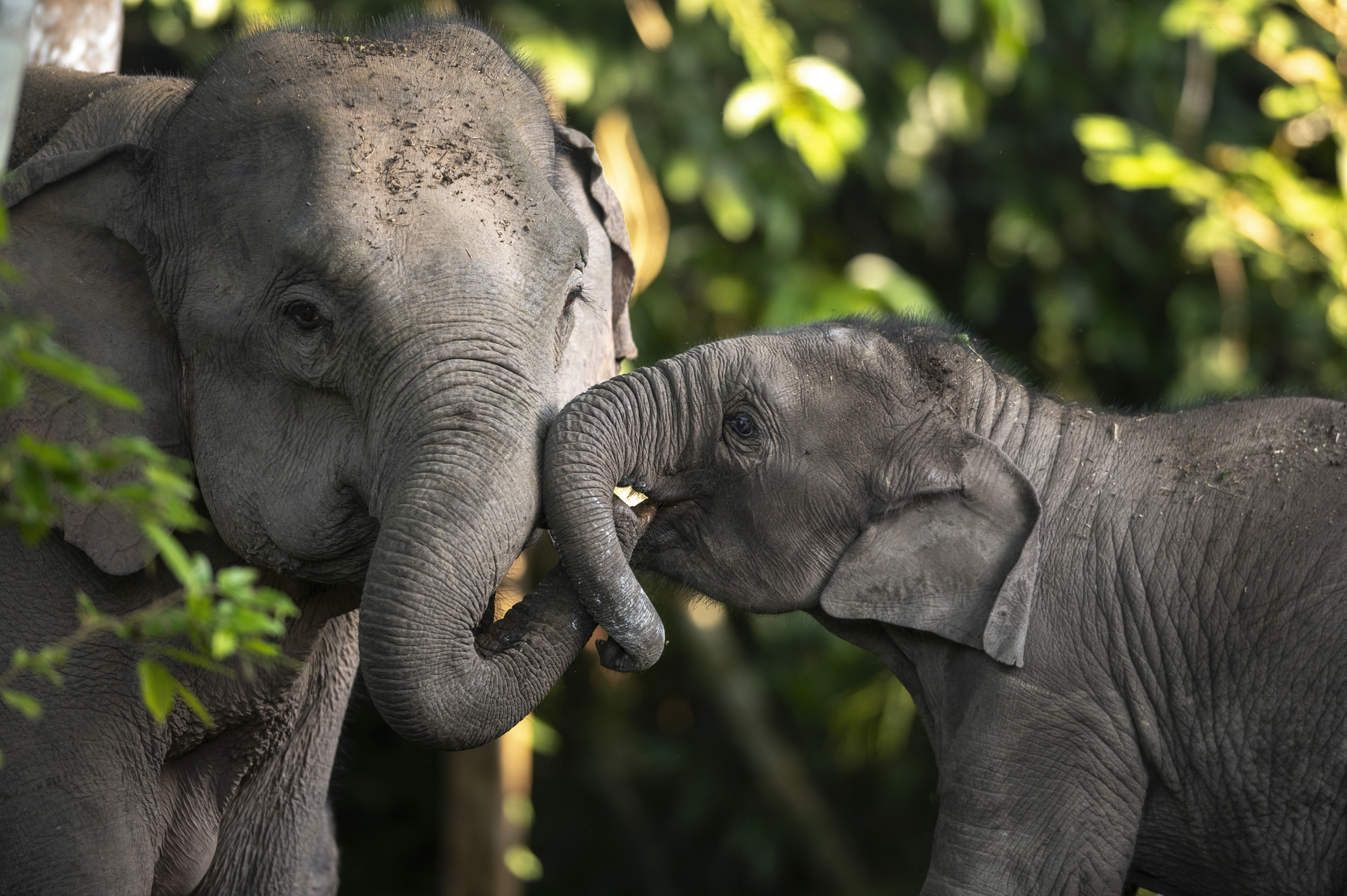 Elefantes al borde de la extinción: Población se desploma por caza furtiva y pérdida de hábitat