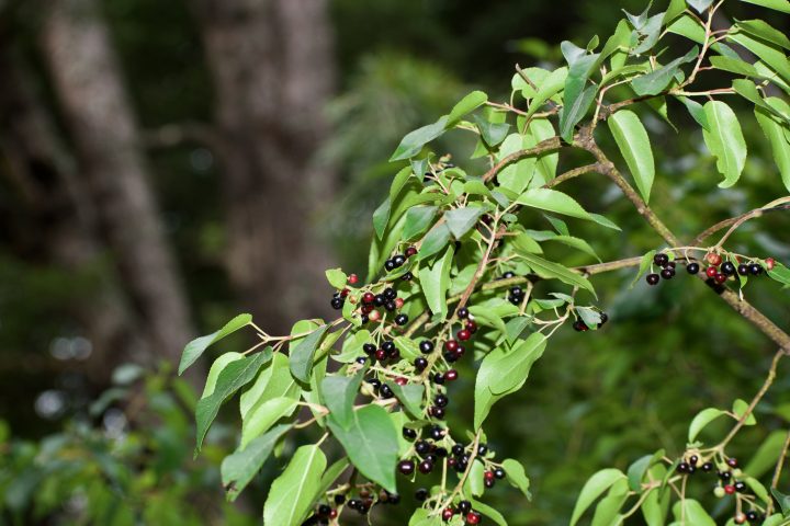 Científicos chilenos crean innovador suplemento antioxidante con hojas de maqui
