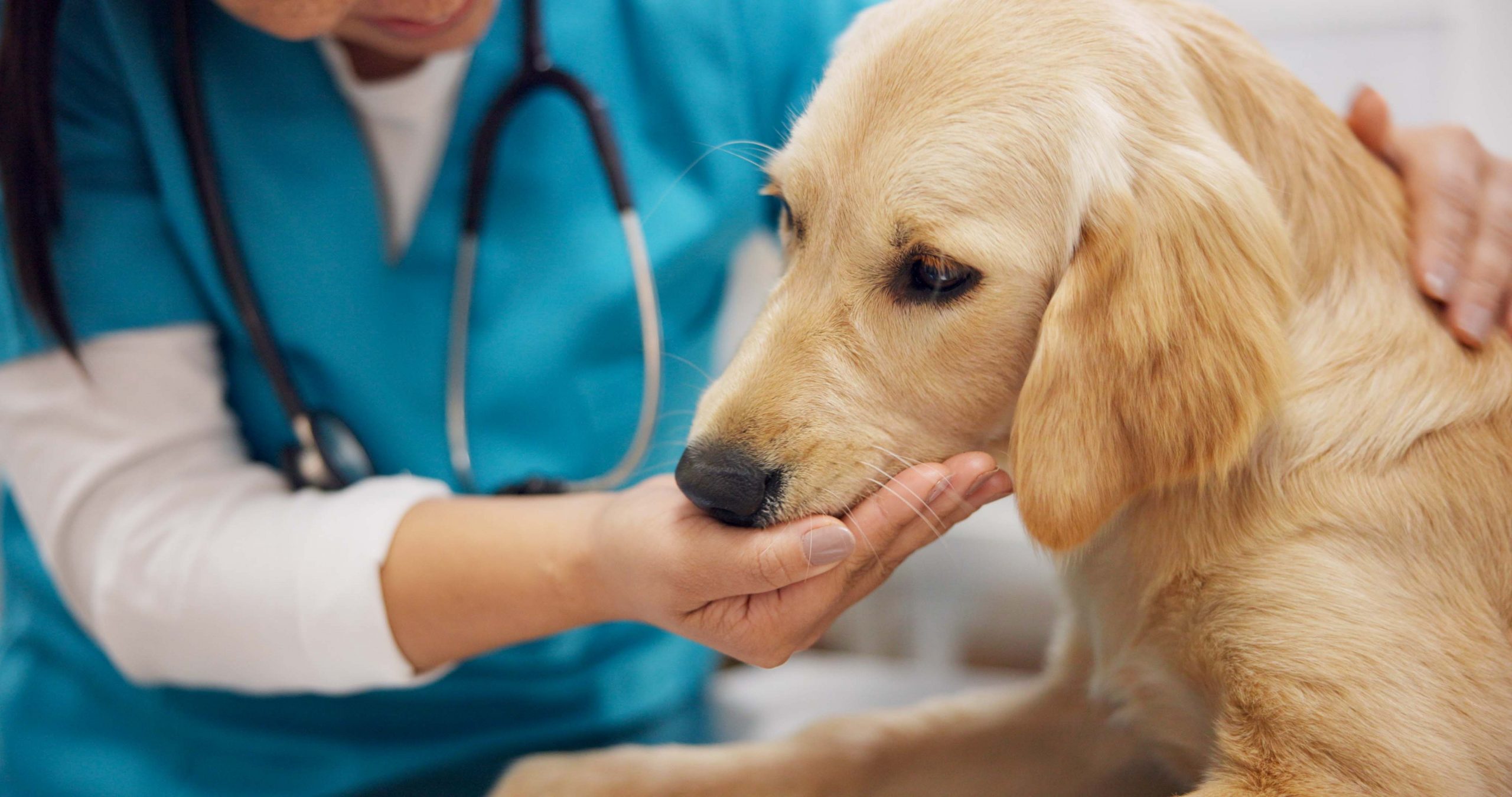 Demencia senil canina: Cuando la memoria de una mascota empieza a desvanecerse