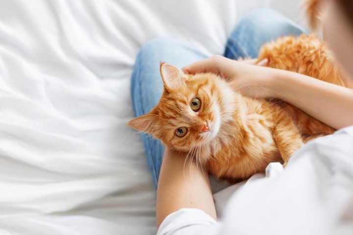 Enfermedad renal en gatos: Cómo prevenir y detectar a tiempo esta patología silenciosa